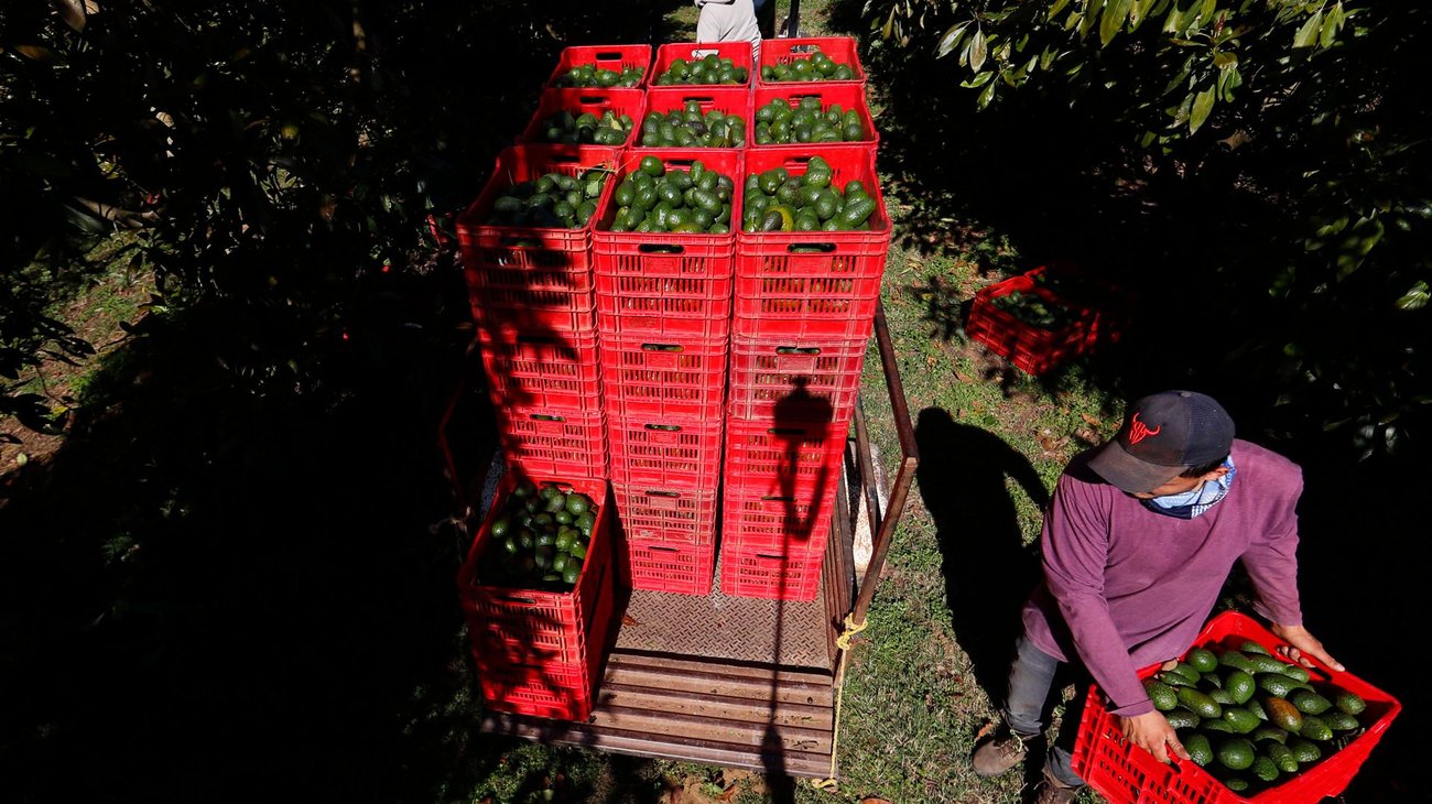 Despliegan 46 bases militares para proteger aguacate en Michoacán
