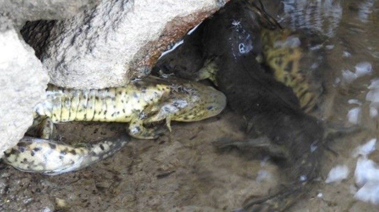Encuentran cinco ajolotes del altiplano en lago de Tláhuac-Xico