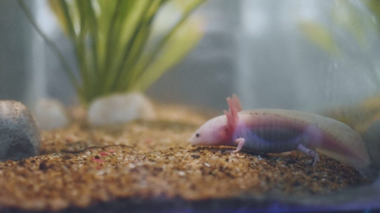 Restaurante ofrece ajolotes fritos como parte del menú