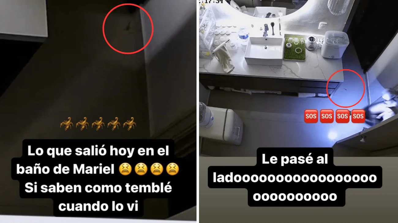 Mariana Rodríguez encuentra alacrán en cuarto de Mariel