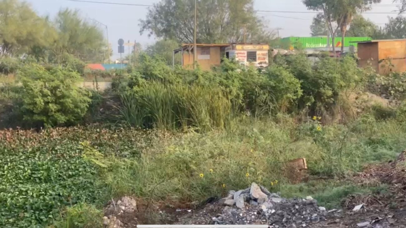 Reaparece el lirio acuático en calicheras de Balcones de Alcalá 