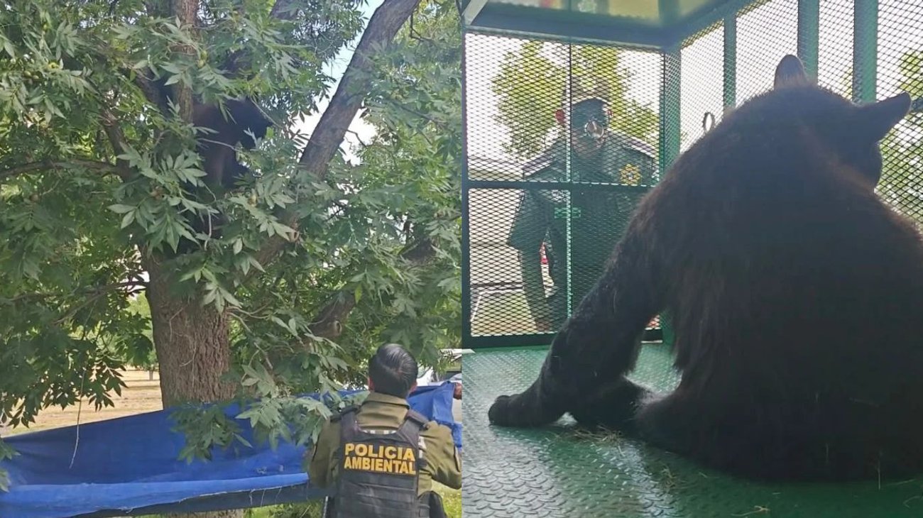 Alertan por osos negros en zona industrial de Derramadero