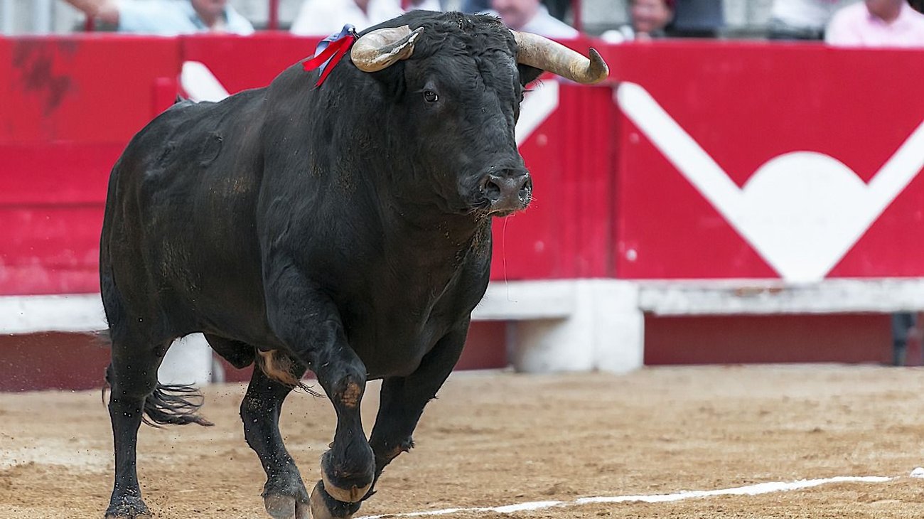 AMLO propone consulta sobre prohibición de corridas de toros