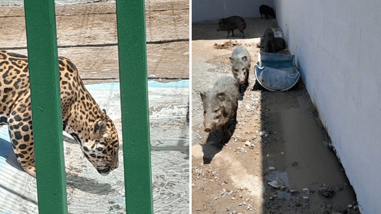 Clausuran tienda de animales exóticos en García