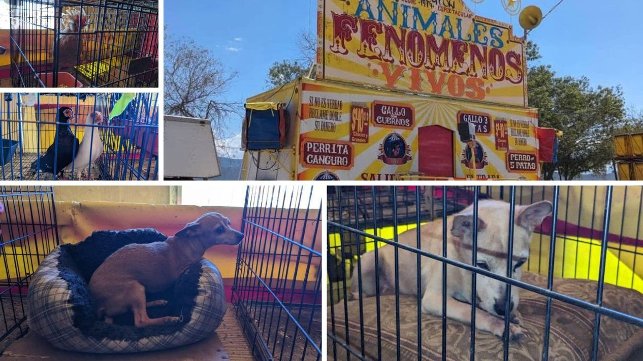 Rescatan animales de feria de 'fenómenos' en Sabinas Hidalgo
