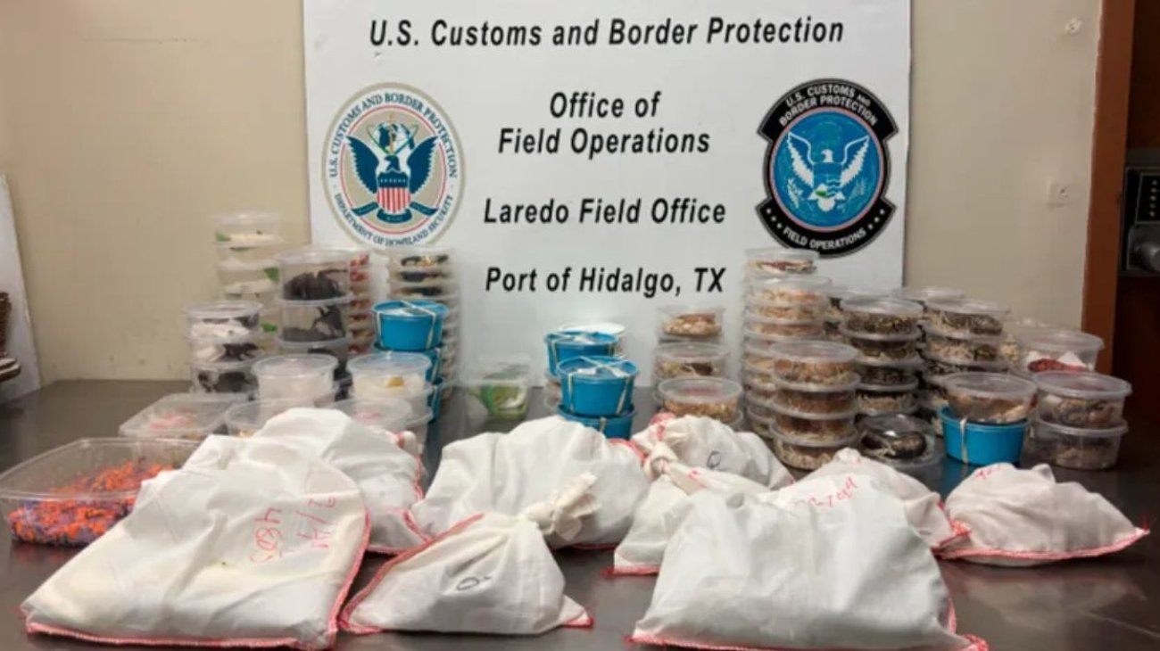 animales_puente_12623ea592