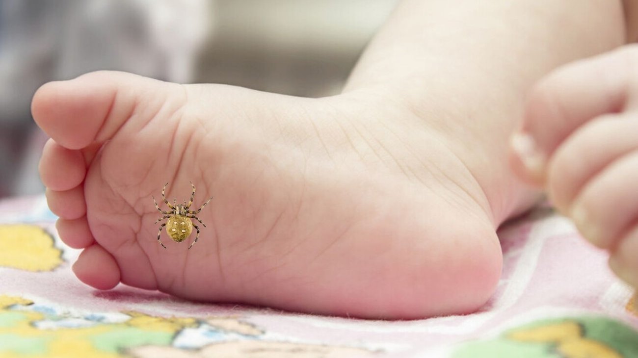 Niña de 2 años es picada por una araña y muere en Durango