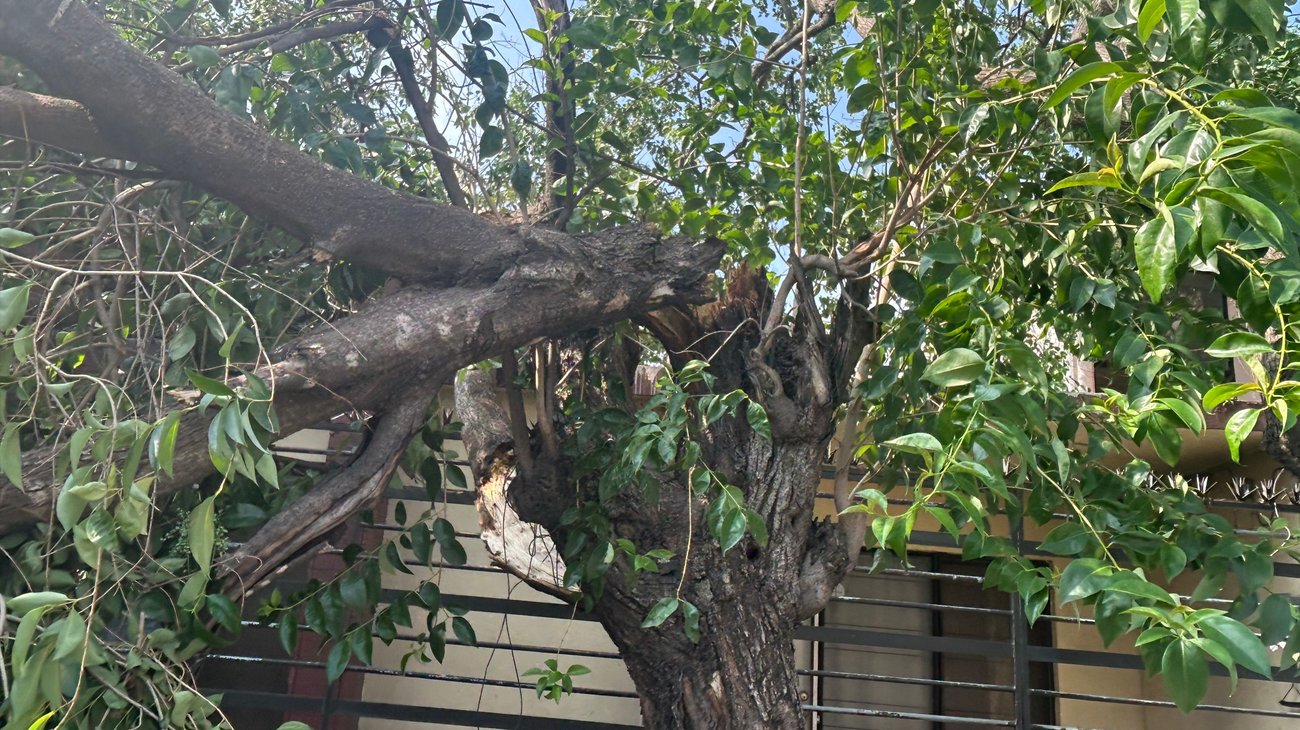Árbol caído obstruye vialidad en colonia Minerva