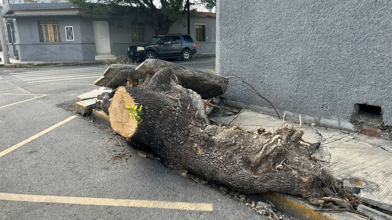 Árbol ‘no se quiere ir’ de banqueta y la deja intransitable