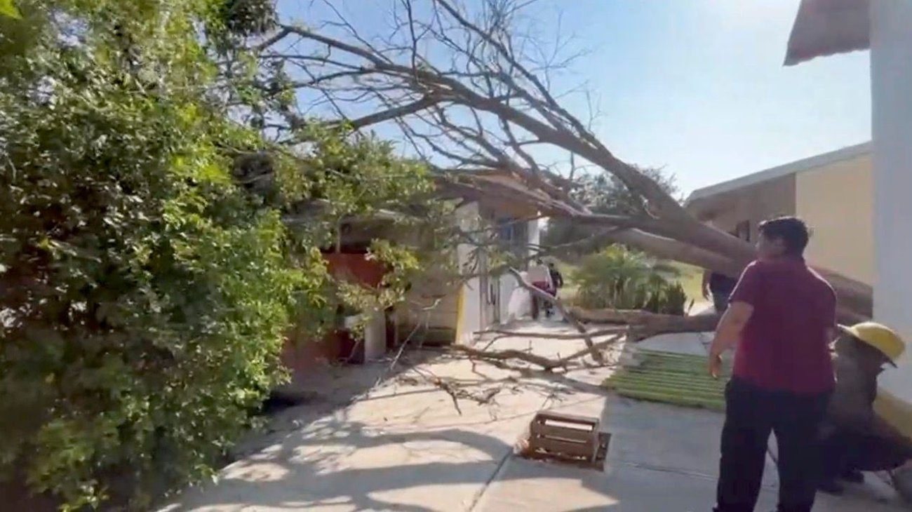 arbol_escuela_victoria1_37b1e7d3db