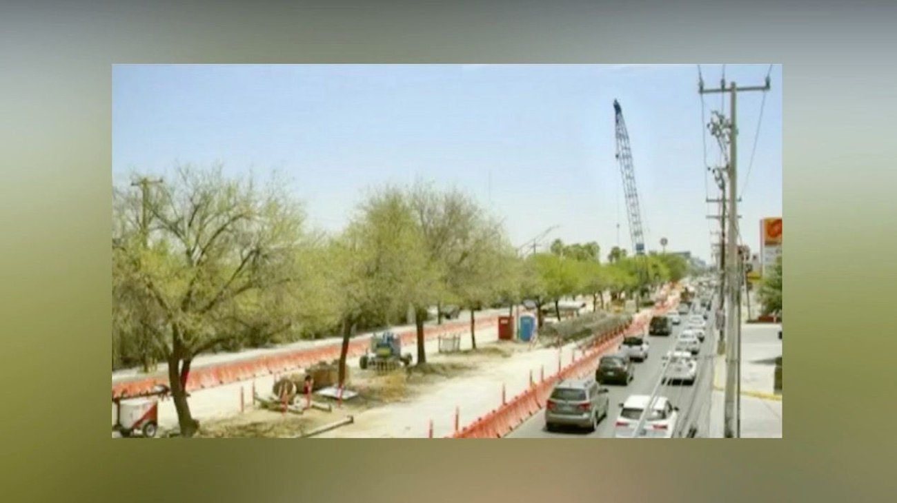 Derribarán 20 fresnos para construcción de Línea 6 del Metro