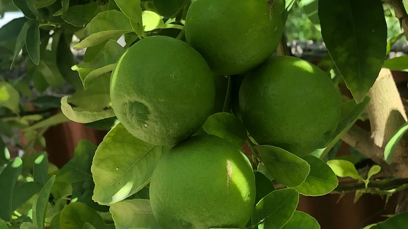 Vigilan árboles de limón para prevenir propagación de plaga