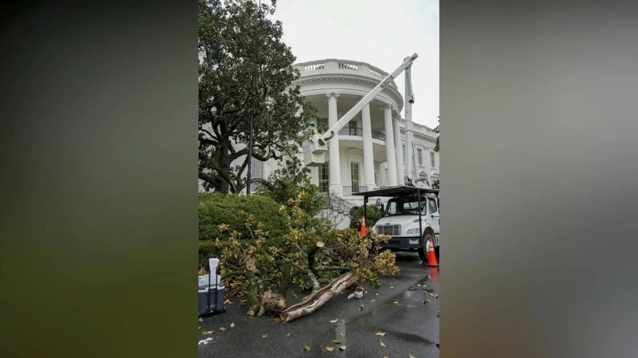 Trump tala árbol antiguo de la Casa Blanca y planta el MAGAnolia