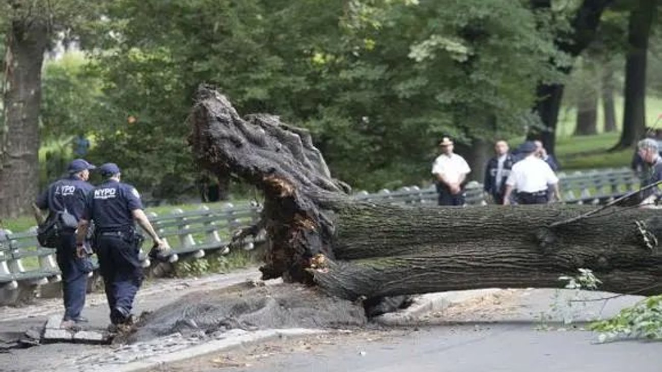 Nueva York pagará 5.5 millones a mujer que le cae árbol 