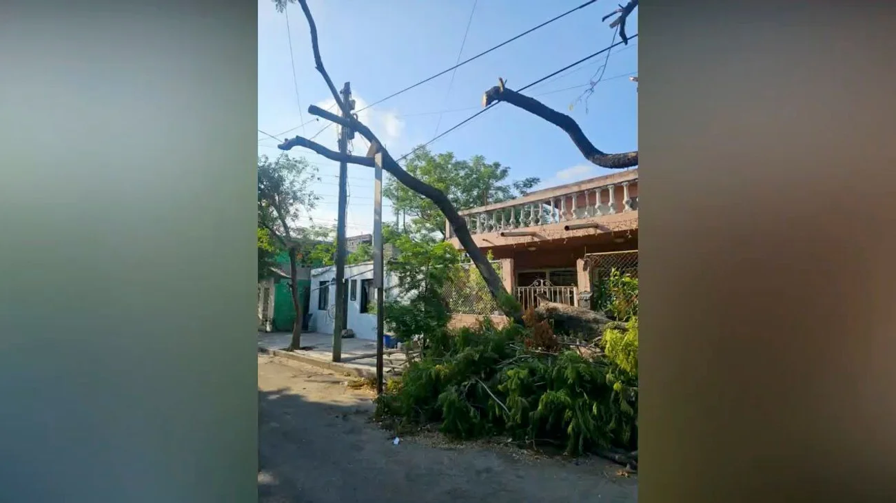 Árbol ponen en riesgo a vecinos; lo sostienen con una madera