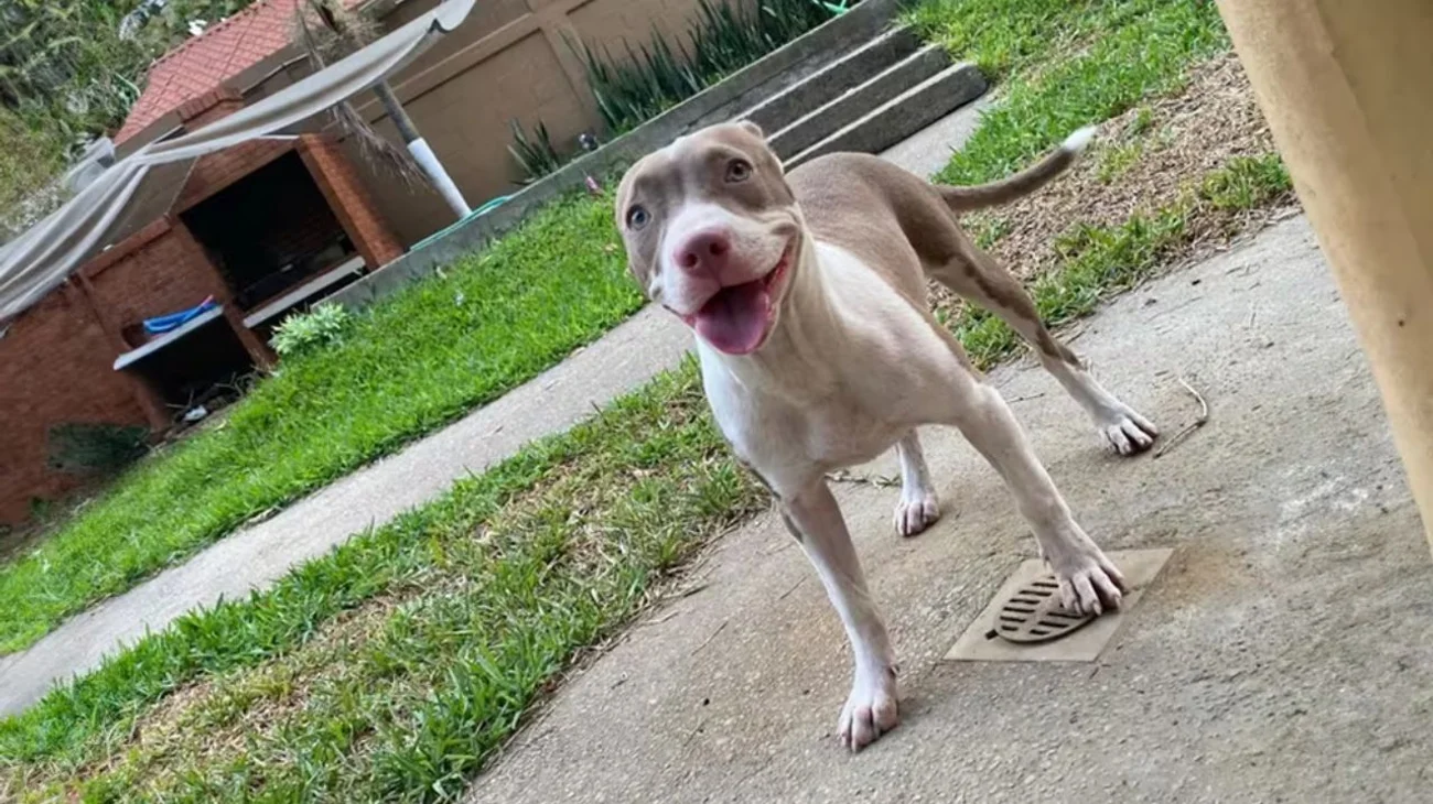 Asesinan a pitbull a machetazos en Tabasco; exigen justicia