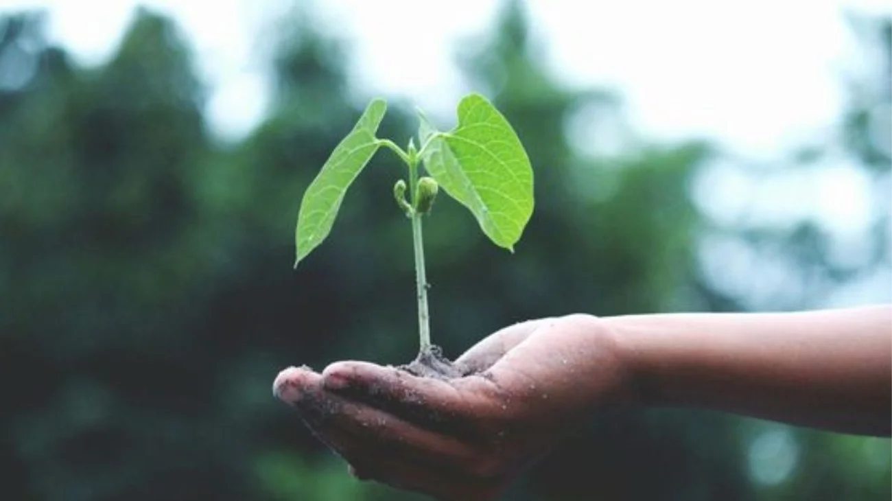 Aumentan asesinatos de defensores de la tierra en México