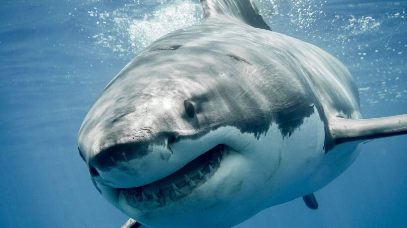 Mujer es mordida por un tiburón en su luna de miel y muere