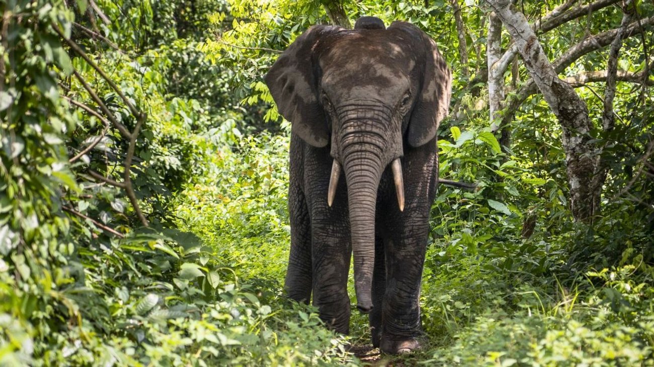 Muere turista atacada por elefante salvaje cuando hacía ejercicio