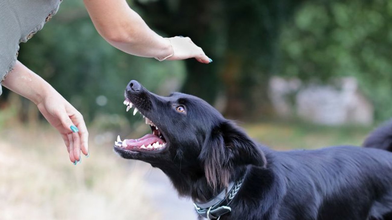 Multas de hasta 58 mil pesos por ataques de perros en San Pedro