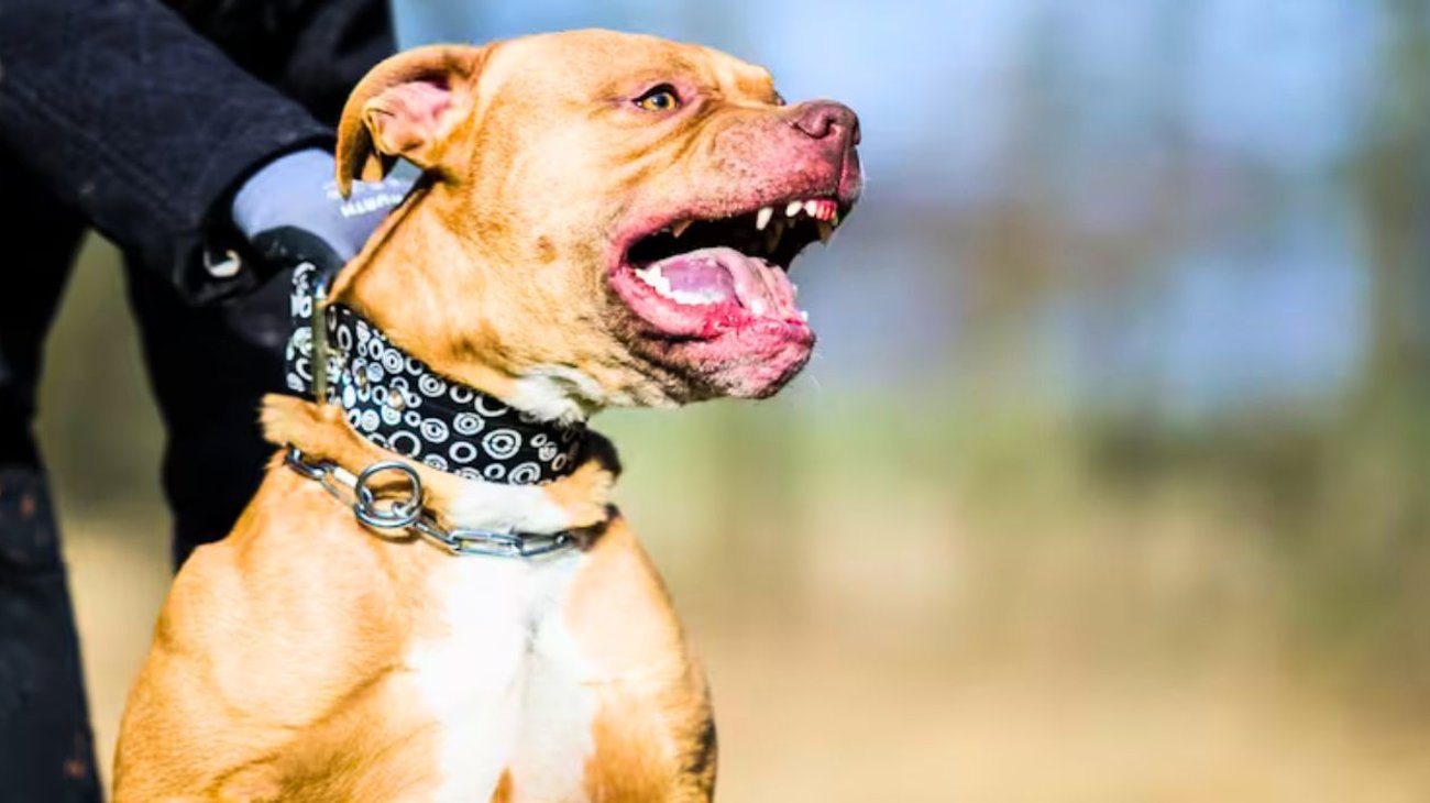 Un niño de 4 años muere en Argentina por ataque de perro pitbull