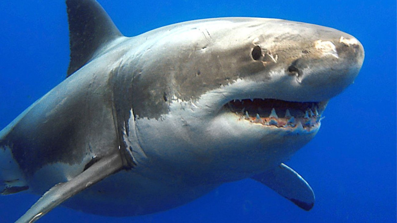 Joven en estado crítico tras ataque de tiburón en Australia