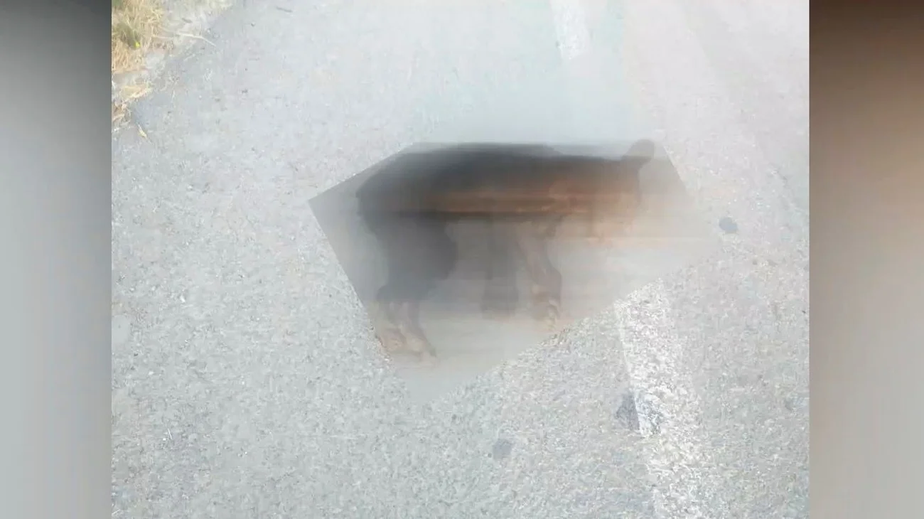 Atropellan a osezno en la carretera libre a Reynosa