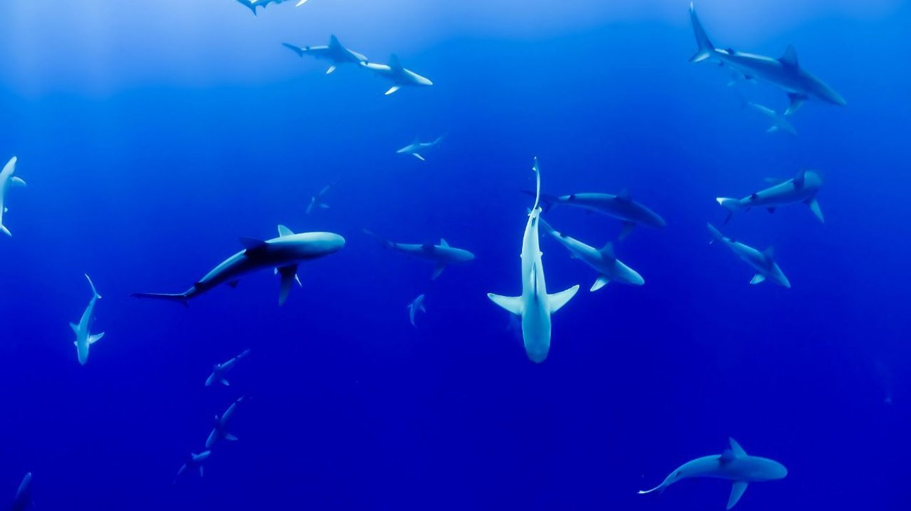 Aumentan avistamientos de tiburones en el Golfo de México