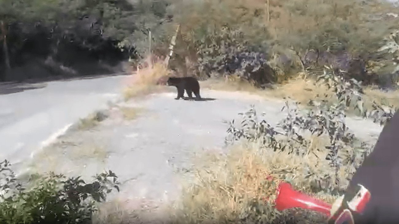 auyentan_a_oso_2026_7679e5ff2d