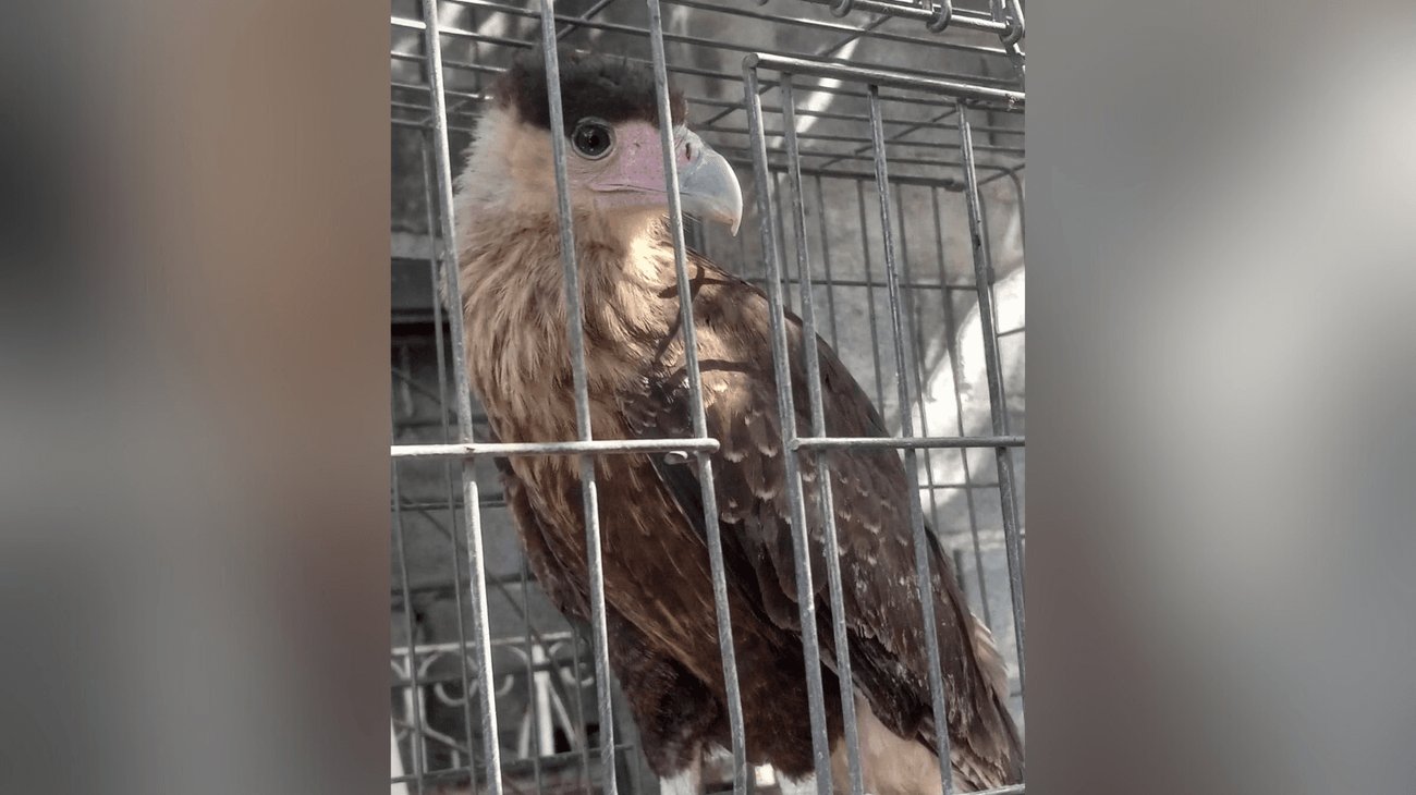 Encuentran a ave "quebrantahuesos" herida en Escobedo