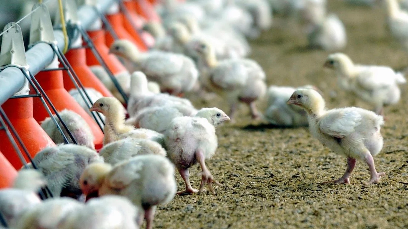 Descartan que casos de gripe aviar en Marín afecte a población