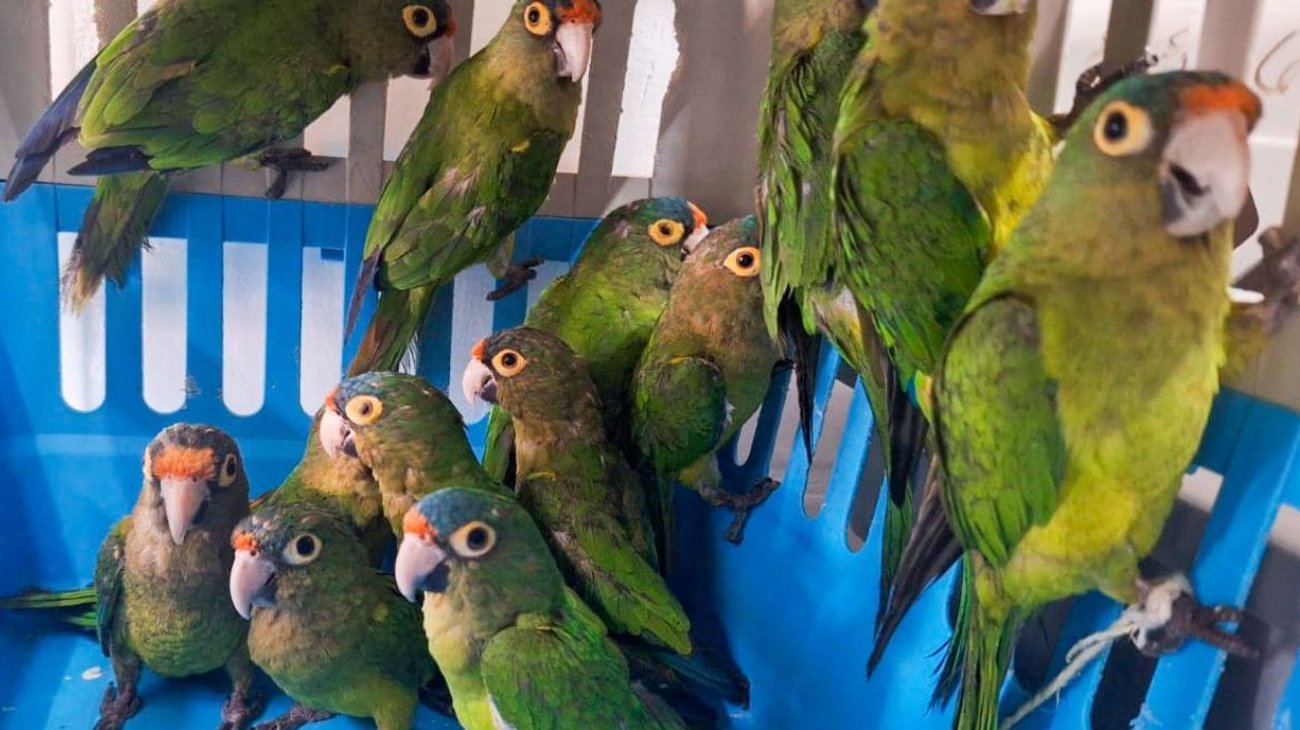 aves_profepa_ca62b0ec7e