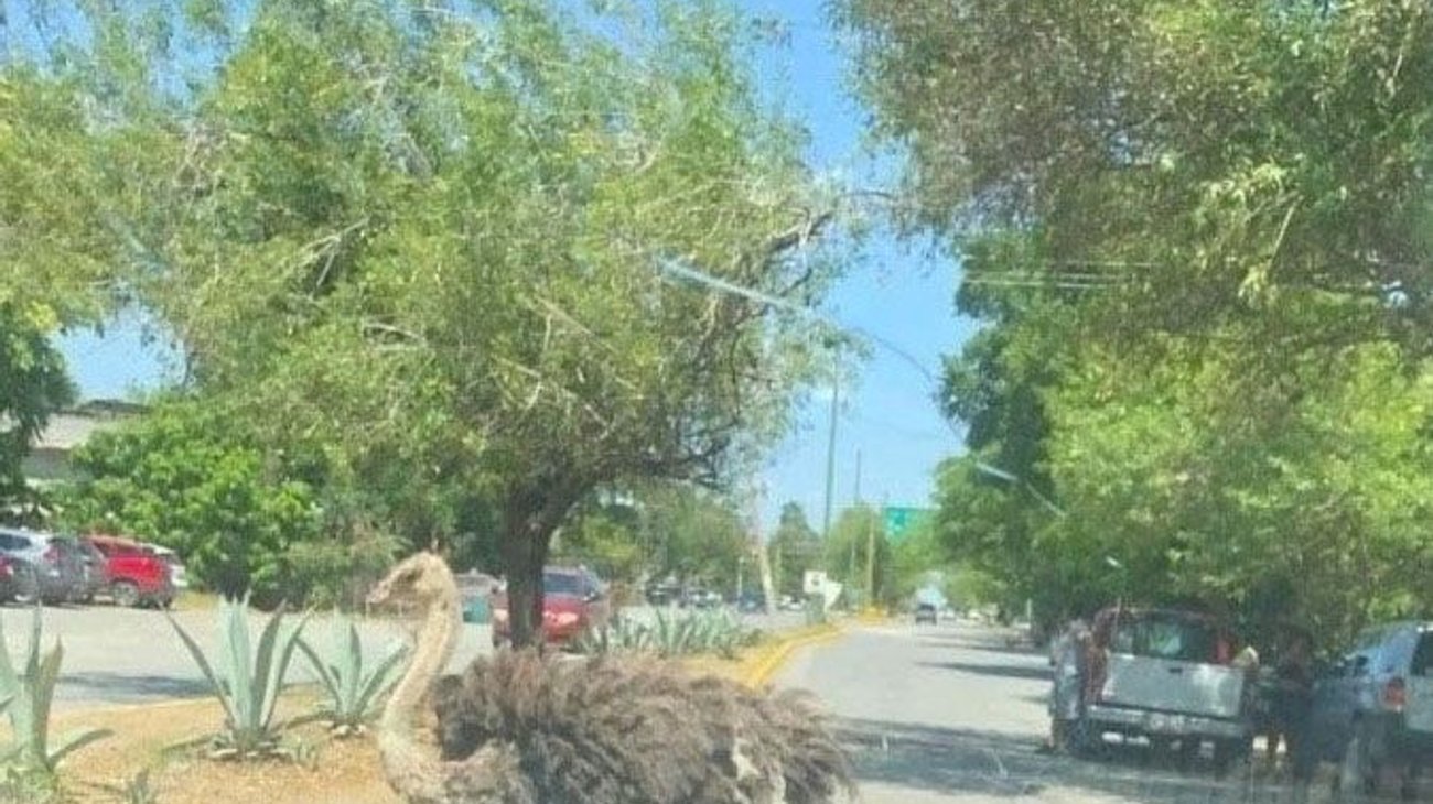 Avestruz pasea por Calzada Tamatán en Ciudad Victoria 