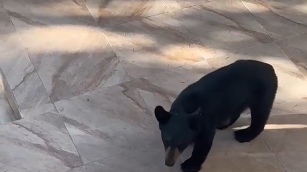 Osezno sorprende a visitantes de cabañas en Sierra de Arteaga