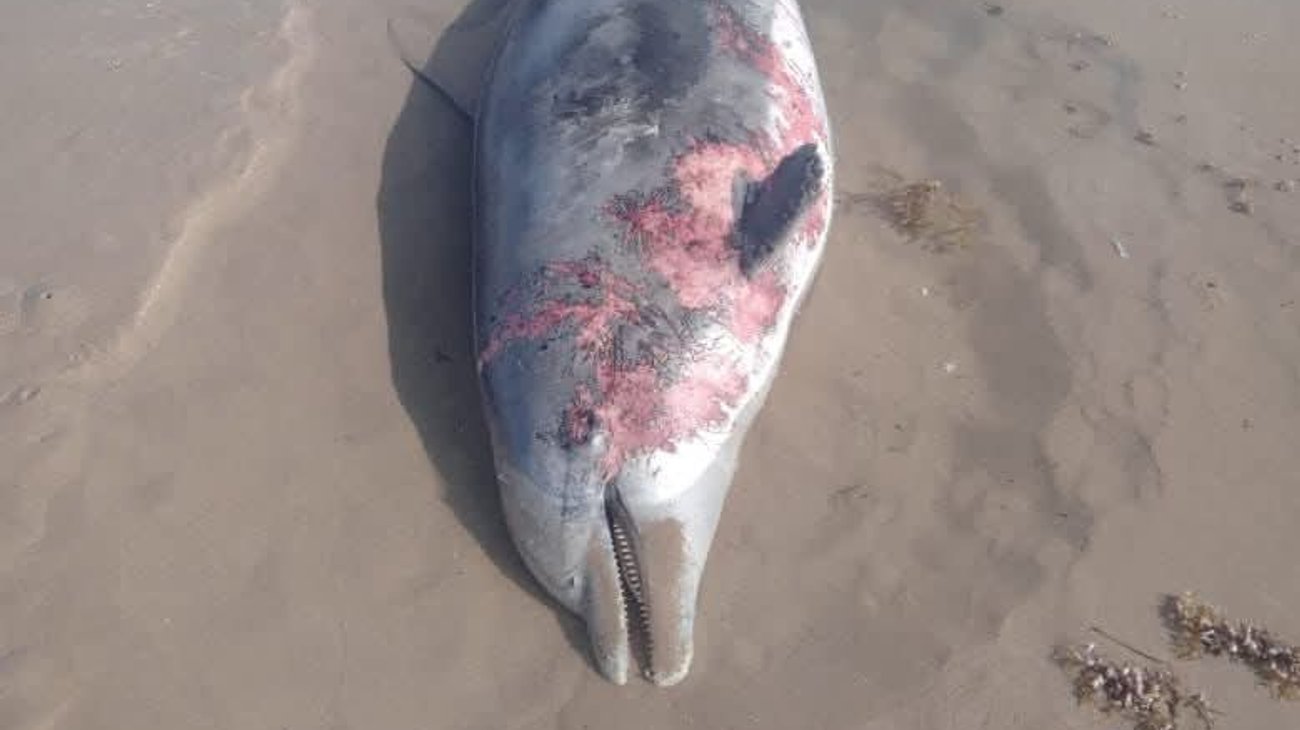 Alertan por pesca ilegal tras hallar delfines en Playa Bagdad