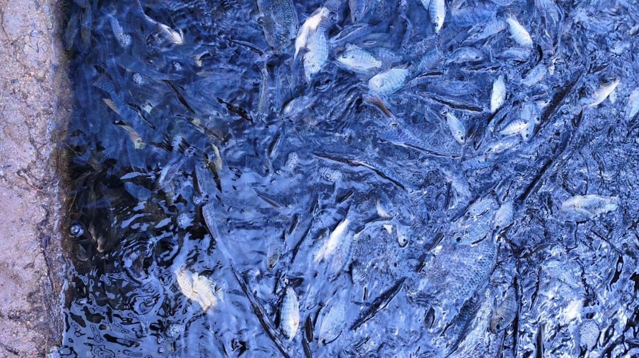 Mortandad de peces prende alertas en lago de la Ciudad Deportiva