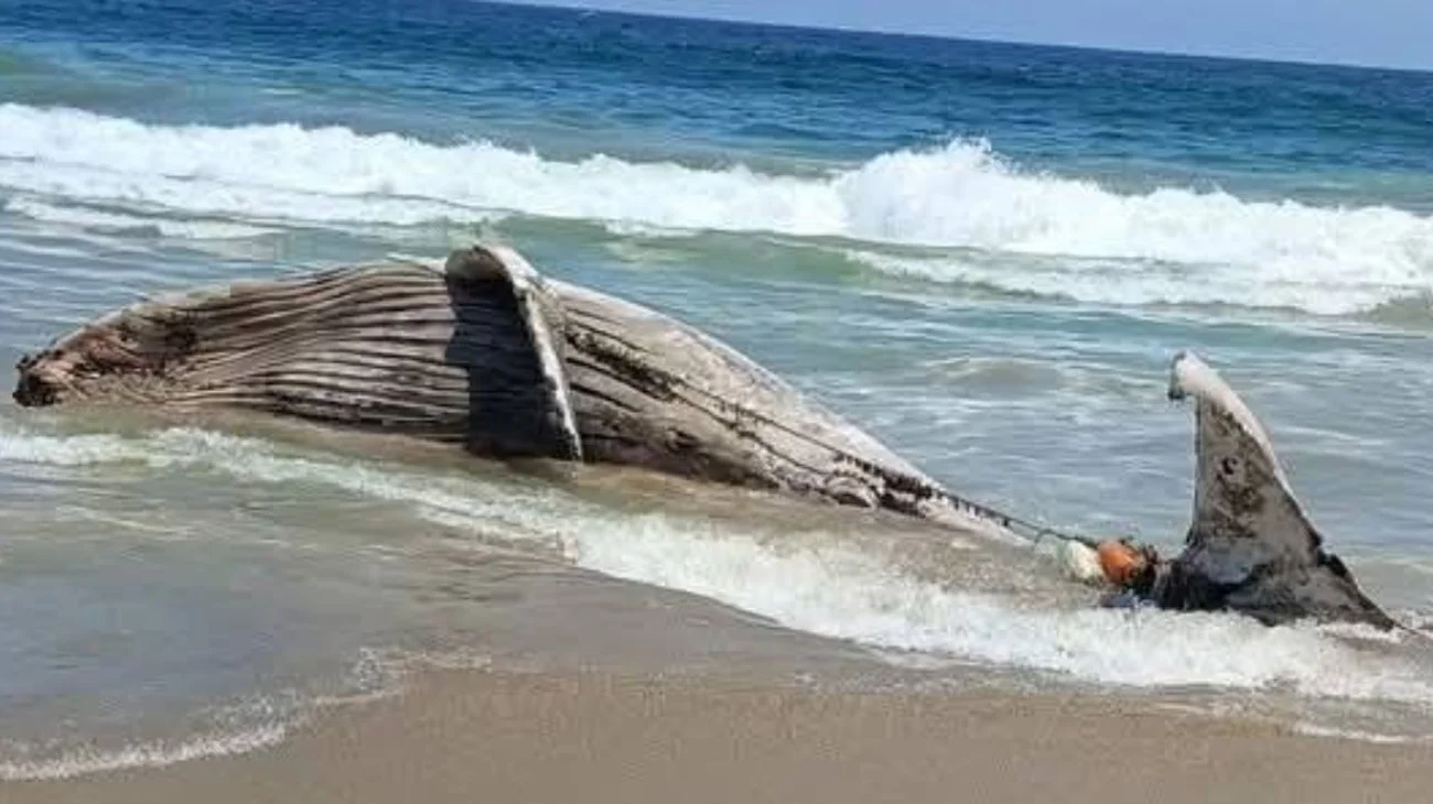 En el Día de la Tierra; hallan ballena muerta en Guerrero