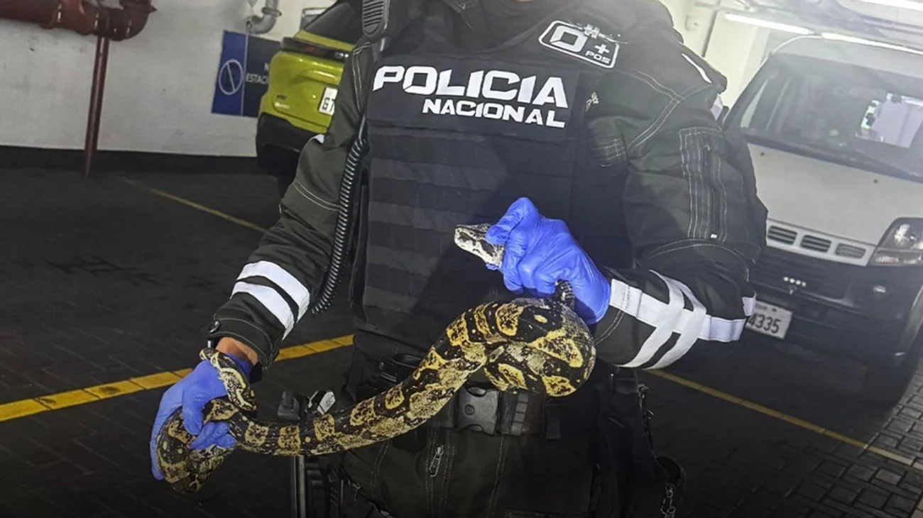 boa_ecuador_2d6e00cfd7