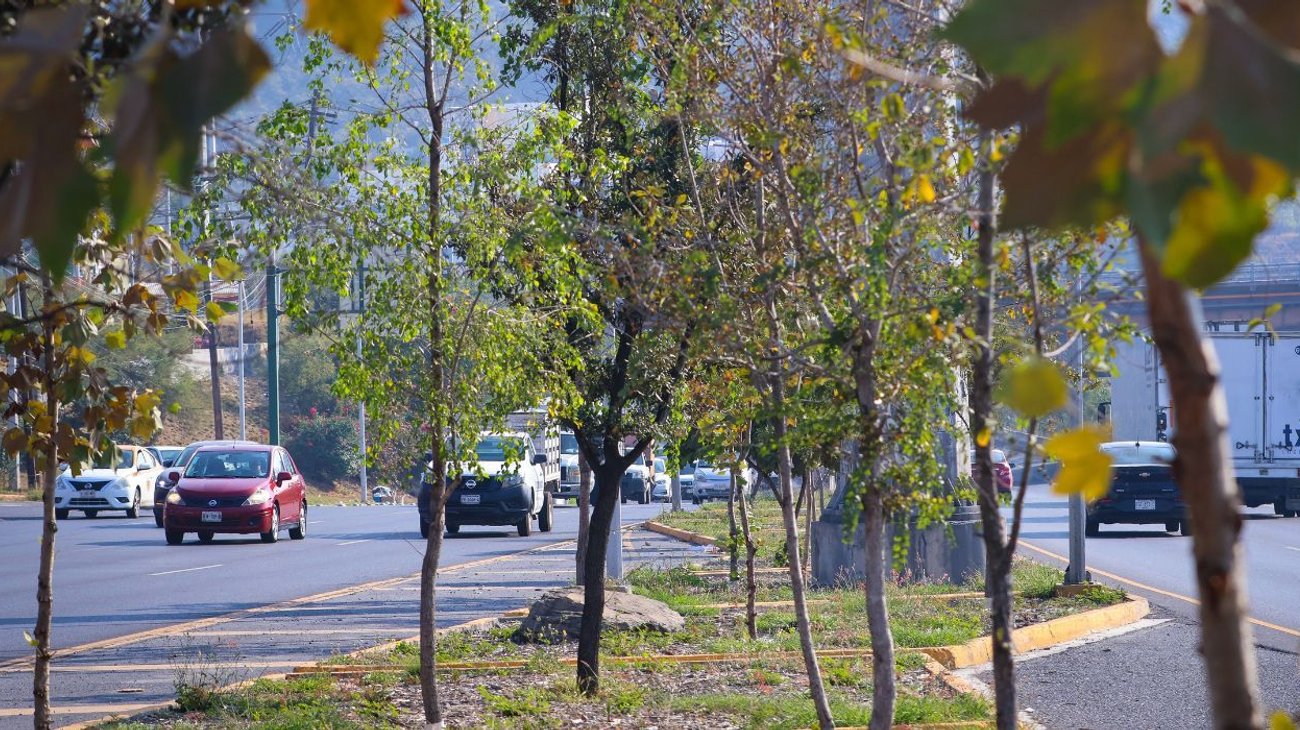 bosques_ciudadanos_c1a77ea707