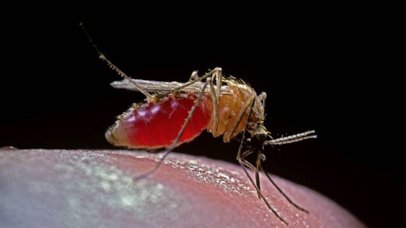 Alerta en Brasil por infecciones del virus oropouche