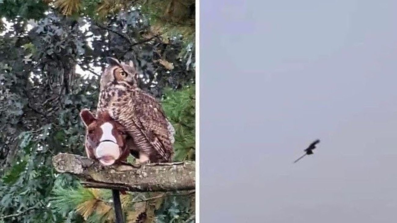 ¿Real o fake? Historia detrás del búho con caballito de palo