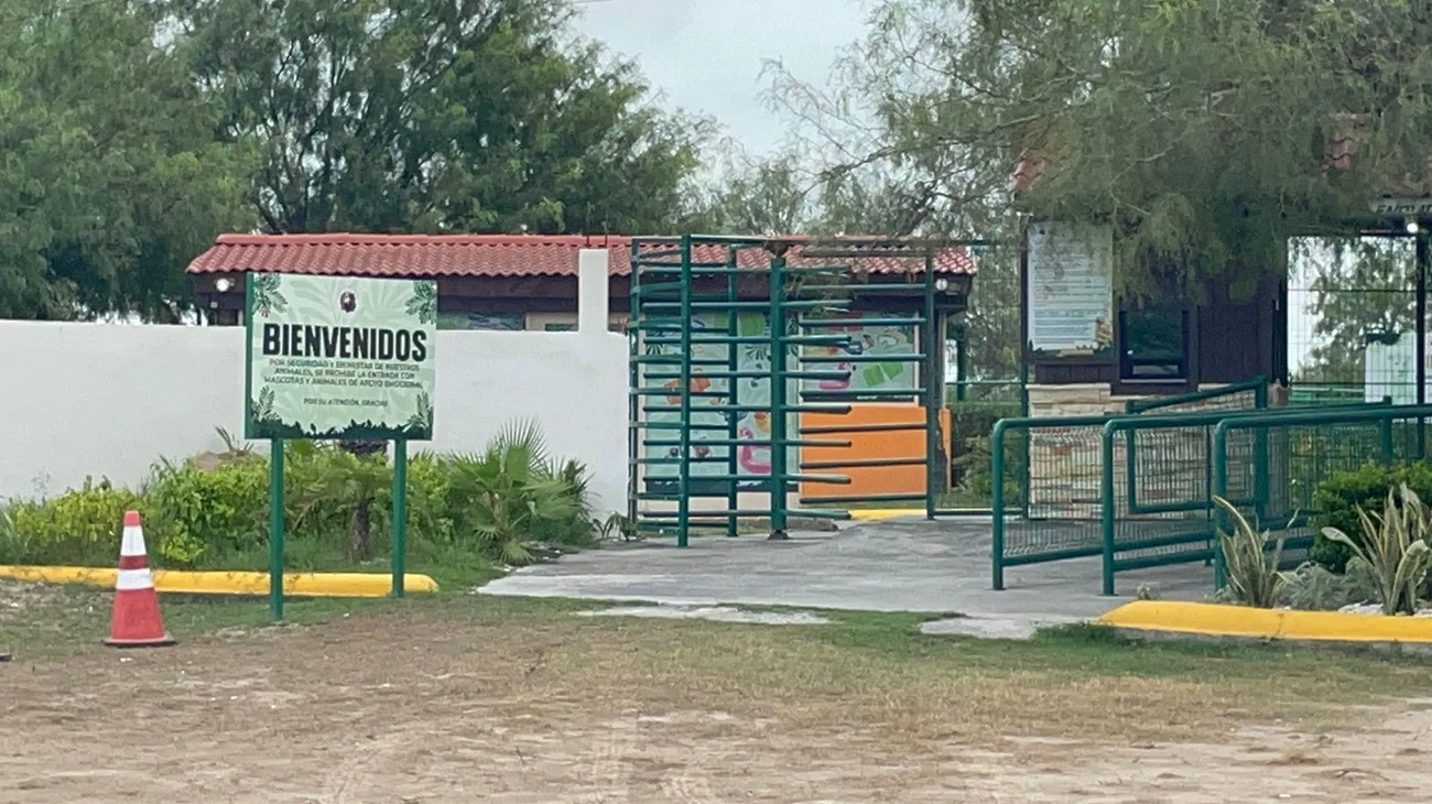 Continúa búsqueda de tigre fugado en Reynosa; emiten alerta