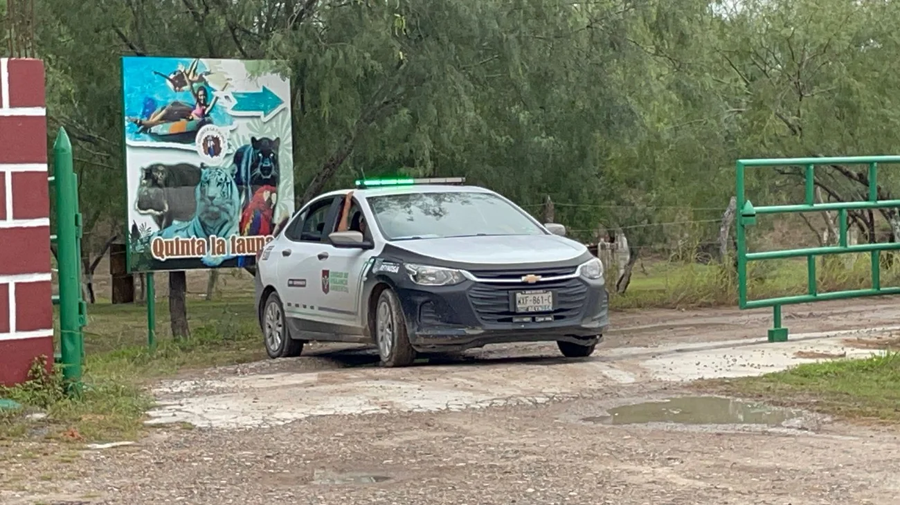 Sigue búsqueda de tigre; habría cazado borrega de predio