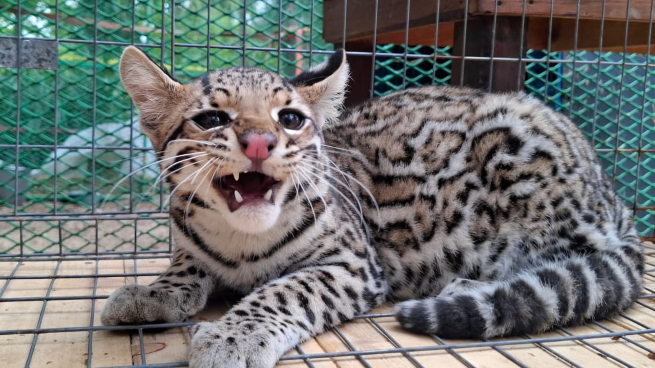 Ataques de felinos preocupan a ganaderos de Altamira