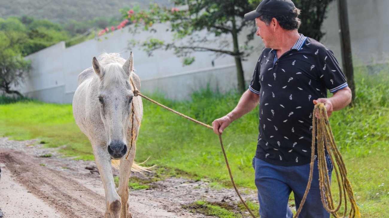 caballo_2bbcb4763b