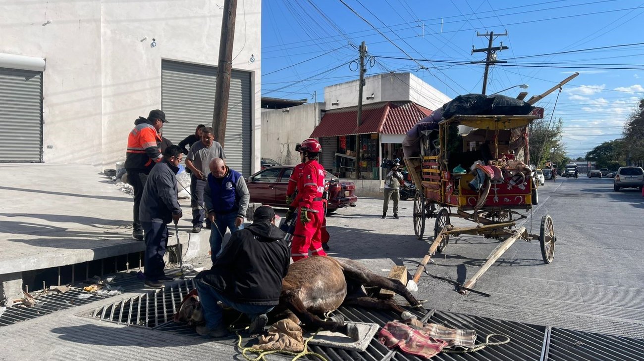 Caballo carretonero sufre accidente en alcantarilla de Monterrey