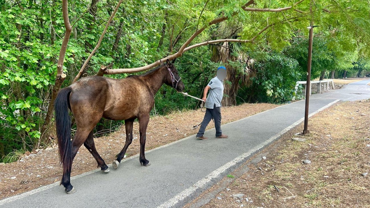 Caballo suelto moviliza a autoridades en el río La Silla
