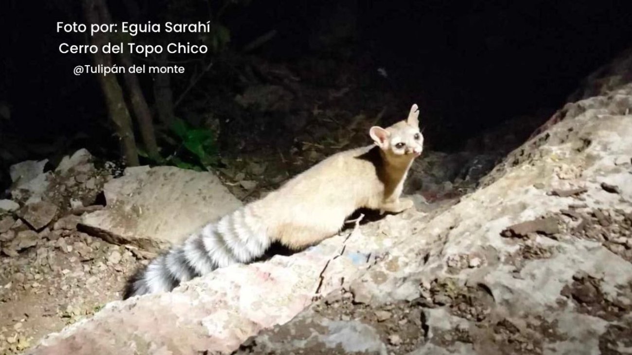 cacomixtle_topo_chico_b322a97283