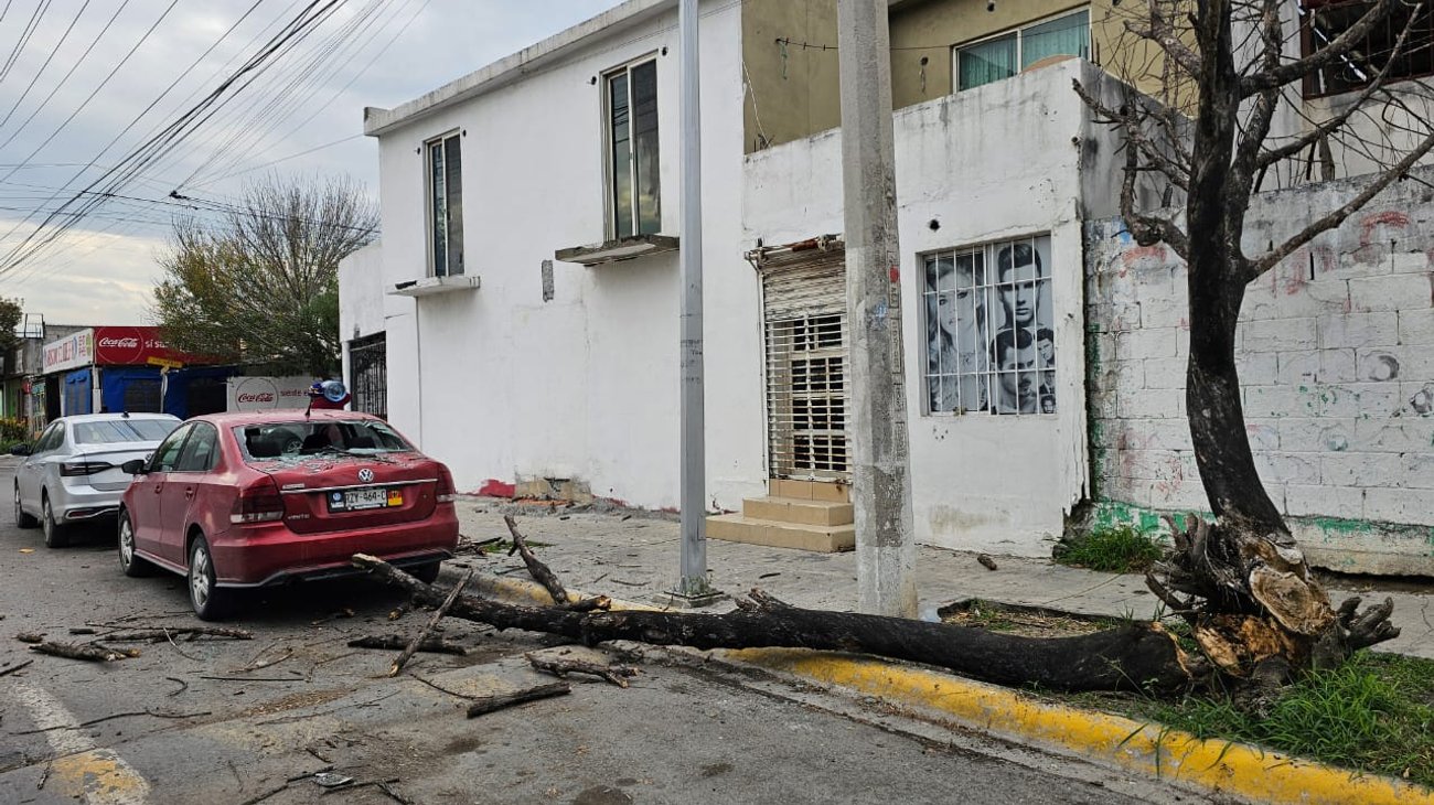 Cae árbol sobre auto en fraccionamiento Joyas de Anáhuac