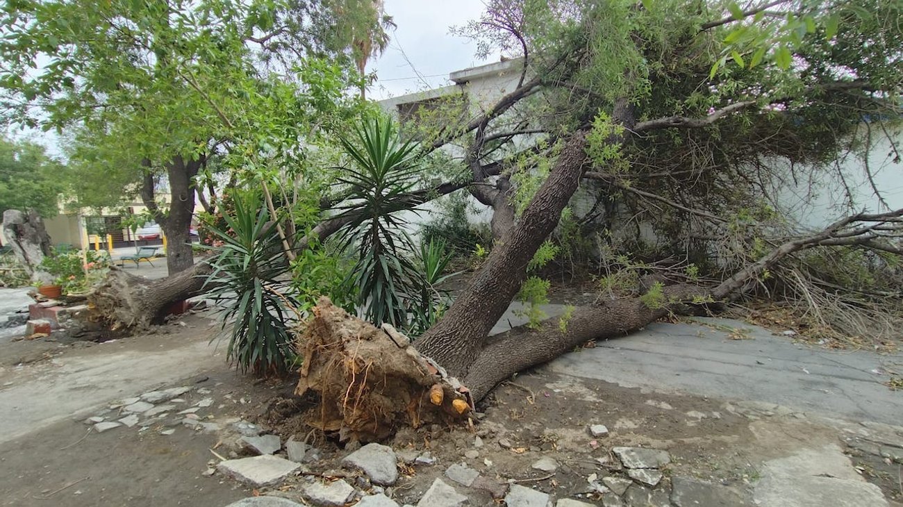 Caen dos árboles de grandes dimensiones tras lluvias